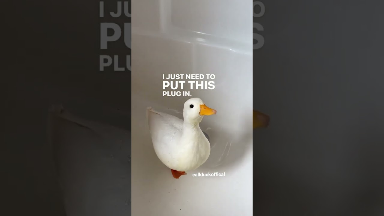 Drakes (male duck) when showing aggression he is trying to be dominant or wants to mate.