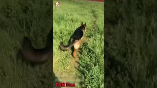 овчарка проверка на чистокровность ;)