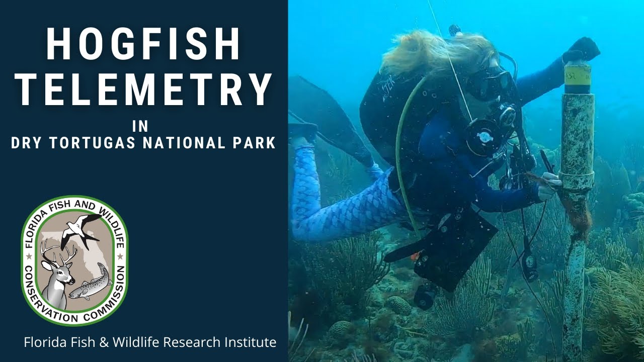 Hogfish Telemetry in Dry Tortugas National Park