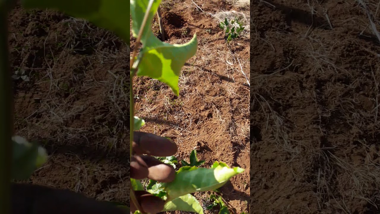 HATUA KWA HATUA UTENGENEZAJI WA CHANJA ZA MIMEA YA PASHENI