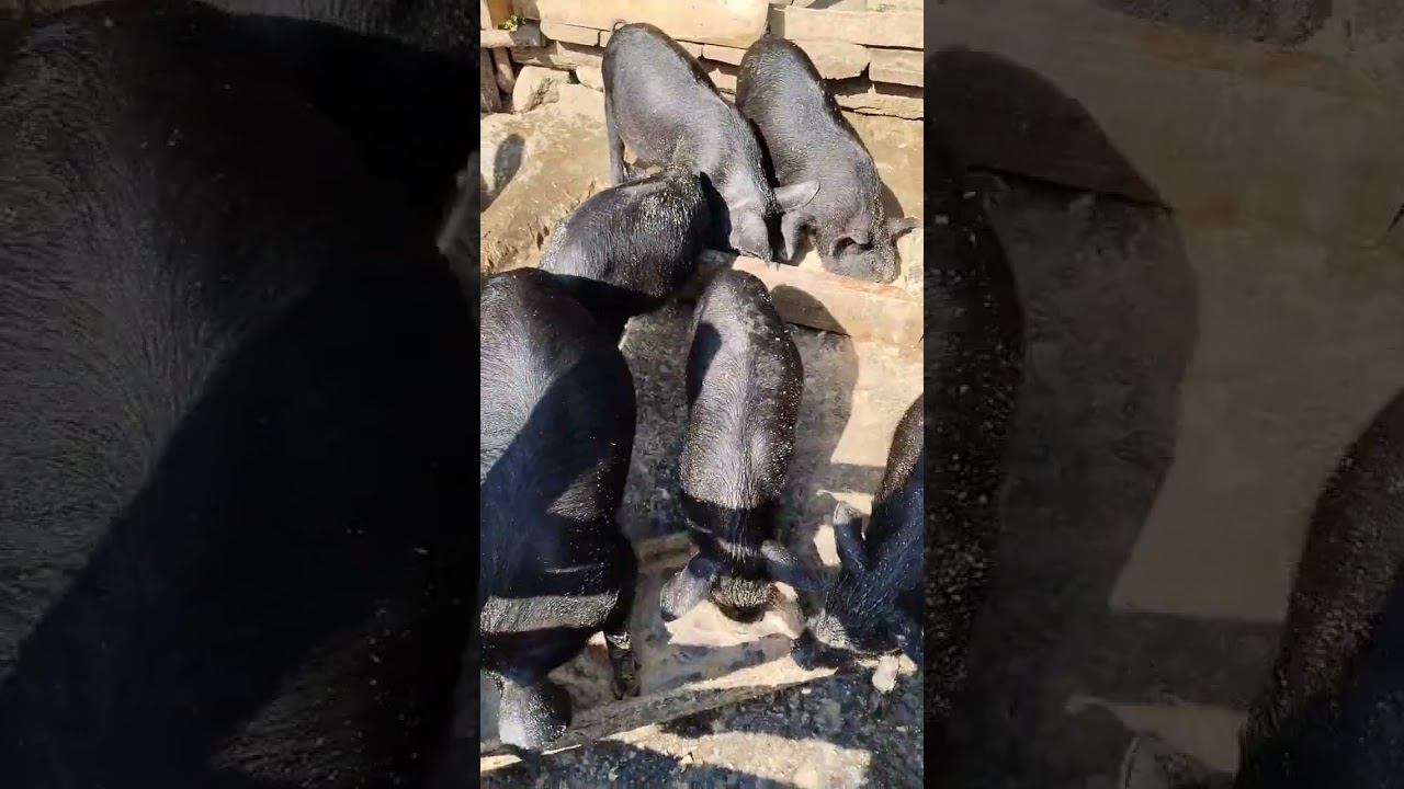 black piglets eating morning