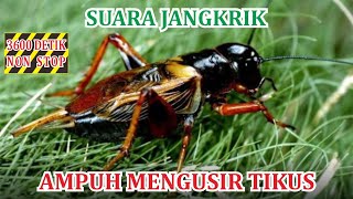Suara Jangkrik Pengusir Tikus || Membuat Tidur jadi nyenyak!