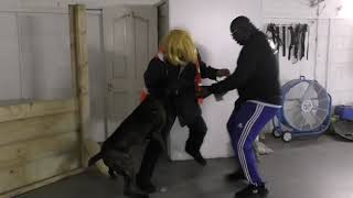 Cane Corso Protection Training Advanced Role Play Building Search cold scent and Moving Car Attack