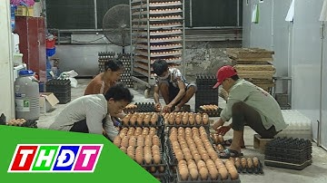 HTX thúc đẩy nông nghiệp sản xuất quy mô lớn | THDT