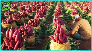 The Most Modern Agriculture Machines That Are At Another Level, How To Harvest Sweet Potatoes ▶7