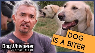 Cesar Millan Gets Bitten By Dog! | Season 9 Episode 12 | Dog Whisperer