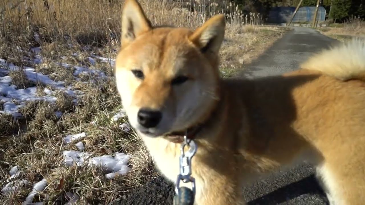 柴犬 千葉県 男の子 21年5月11日 赤 とにかくカワイイのですが事情があります みんなのブリーダー 子犬id 21