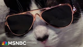 'Cat ladies' rally for VP Kamala Harris, pounce at JD Vance