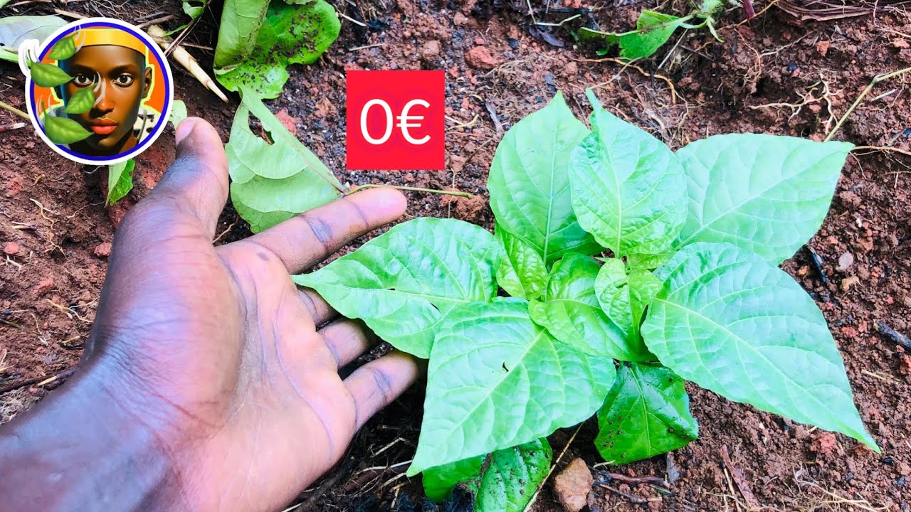 Secrets pour réussir le repiquage de piment en 5 étapes