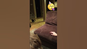 This Cat Plays Fetch Better Than a Dog (2024) #short