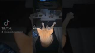 😂 ЗАСМЕЁШЬСЯ - ПРОИГРАЕШЬ! 😹 Смешные моменты с кошками #приколы  #кошки  #смешныелапки  #shorts