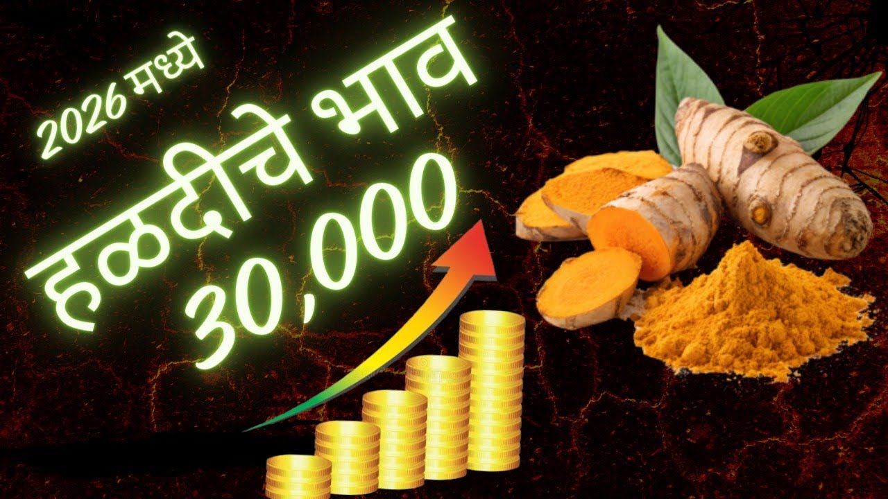 2026 मध्ये हळद 30,000 पार ? शेतकऱ्यांसाठी मोठी संधी की धोका ?