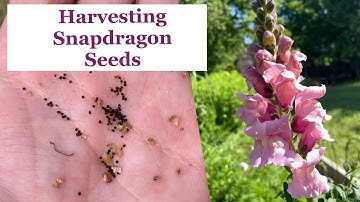 How to Harvest Seeds from Snapdragon Flowers