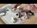 #2【保護猫】保護して2日目。病院に行って交通事故にあって骨盤骨折していた事実を知る・・