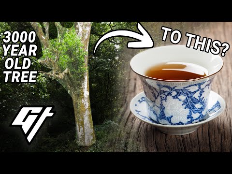Video: Inspirerende kinesisk hjem integrere et modent træ: tehus