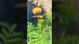 #song #hindisong #music #trending #newtrendingstatus #youtubeshorts #nature #photography