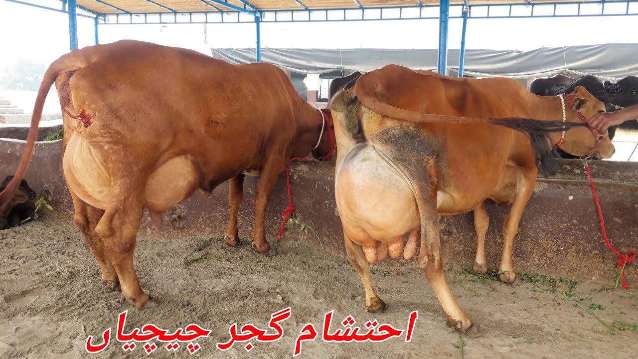 احتشام گجر چیچیاں 4 بھینسیں 3 گائیں برائے فروخت 27 فروری 2026 karnana channel