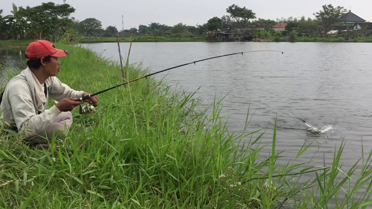  Mancing  Mania  Telocor YouTube