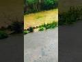 Barsaat ki Dhun😍 #rain #weather #youtubeshorts #viral #share #support #follow #enjoy #music #love