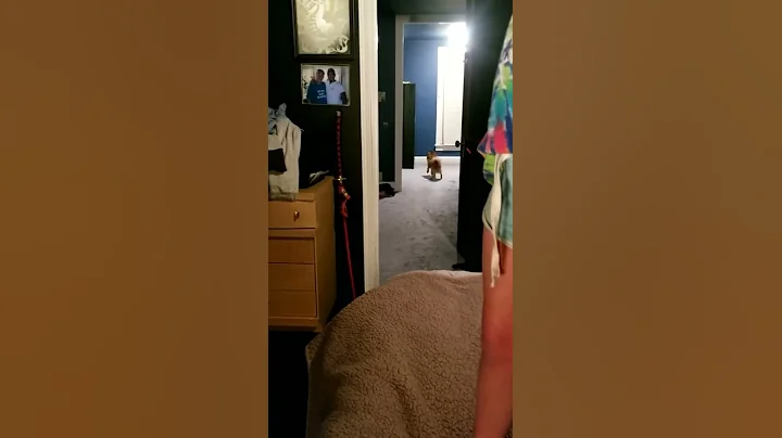 Dog chasing Lazer pointer faster than any cat!