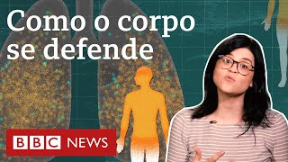 A incrível batalha do sistema imunológico contra o coronavírus