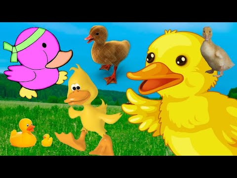    صوت البط الصغير