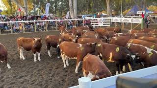 Final Nacional de Aparta de Ganado Catapilco 2024