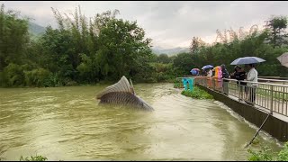 连续暴雨上游水库冲下6000条大鱼村民见机桥上捞鱼高兴不已