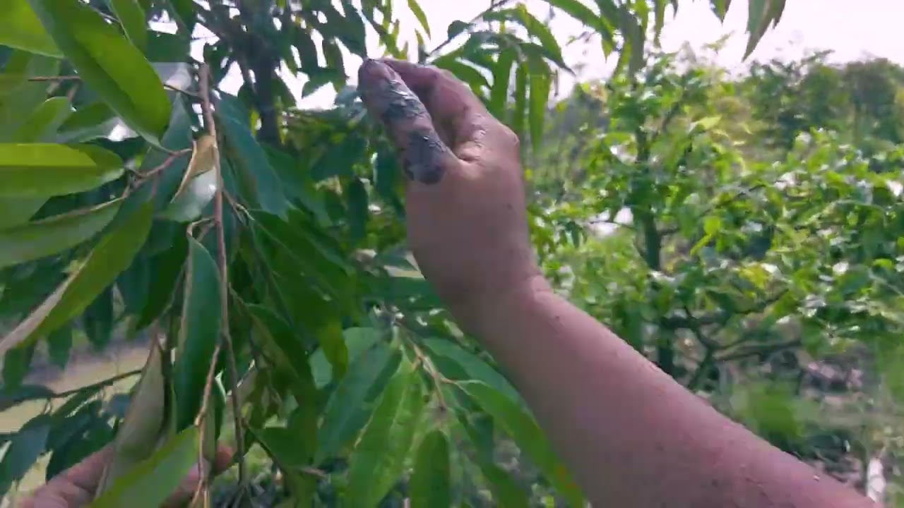 POV: Weeding and fertilizing durian trees