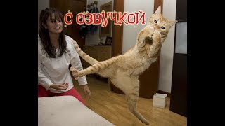 Приколы с котами с ОЗВУЧКОЙ – СМЕШНЫЕ коты и кошки 2018 – кот Блошкин – Domi Show