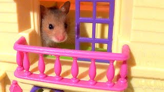 Hamster Patrol Pets Paw Show