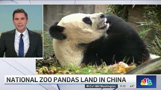 National Zoo pandas safely land in China | NBC4 Washington