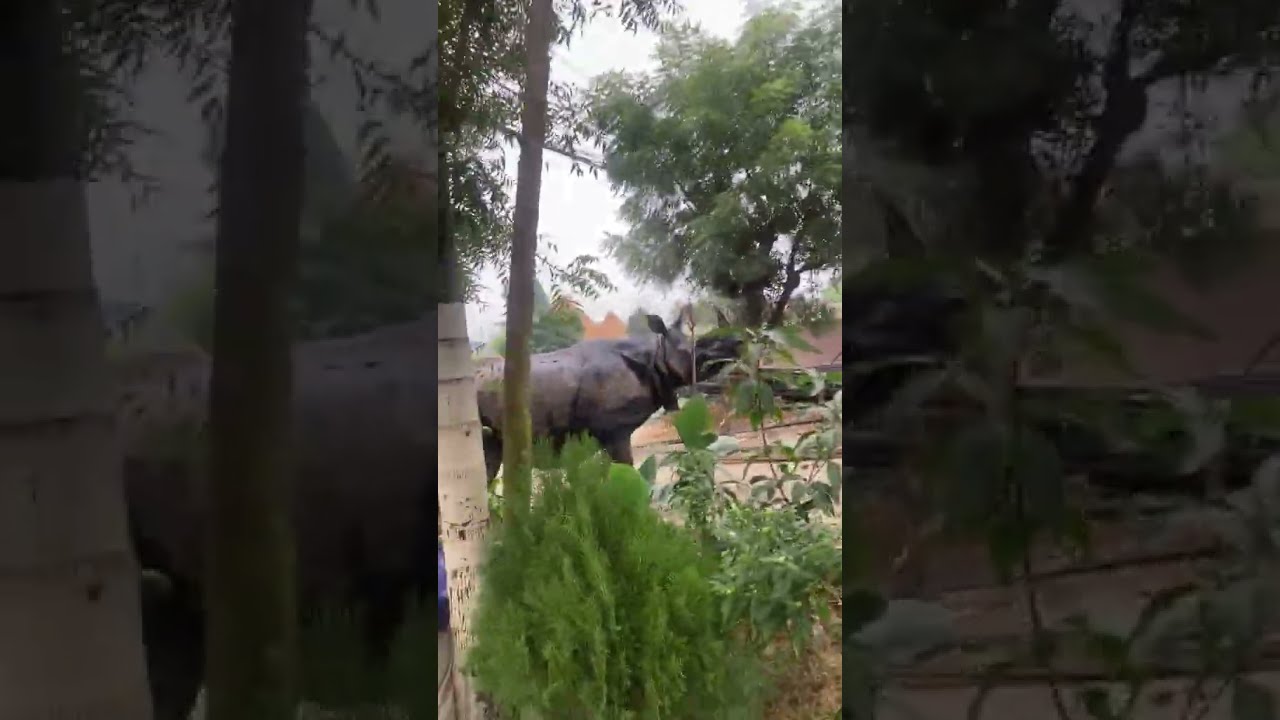 Rhino Spotted In The Town