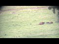 Wolves and Grizzlies in Lamar Valley 7 3 19 #13