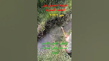 أقوي طعم واسرع طعم لجميع مياه مصر شاهد الان 
