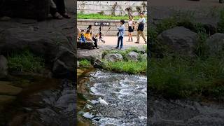 여유로운 청계천🦢#청계천 #travel #seoul #외국인반응 #cheonggyecheon #왜가리 #shorts #korea