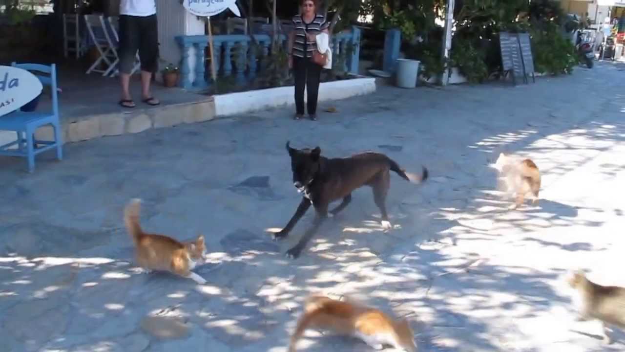 Dog and cat fight YouTube