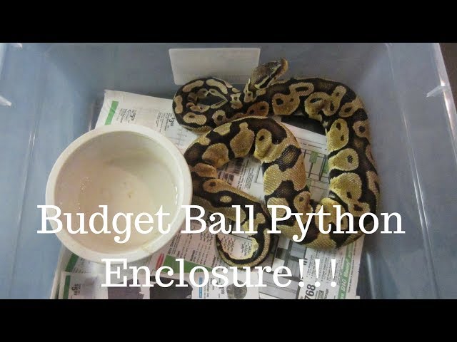 V-35 Tub - Rat and Snake Tub for Breeding Ball Pythons - Vision