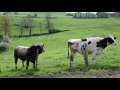 Lpo loire  la nature sinvite  la ferme  ulule