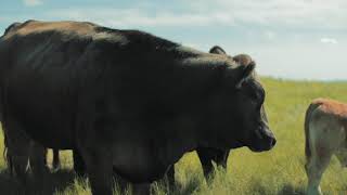 Top Grass Cattle Co. Video