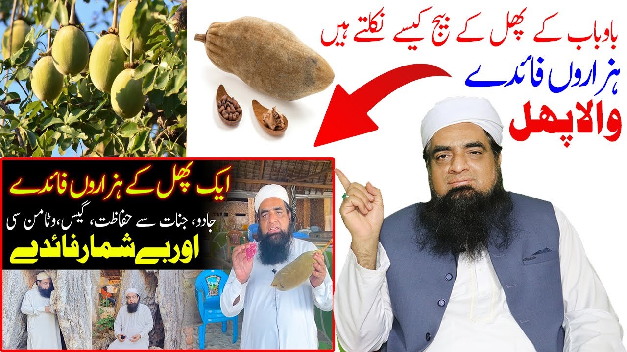Baobab Fruit K Bij Kase Nikale Jate Hyn Jadu Jinnat Vitamin C ki