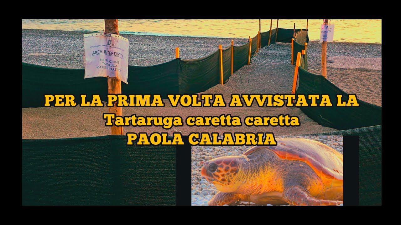 TARTARUGA CARETTA CARETTA. PAOLA CALABRIA - YouTube