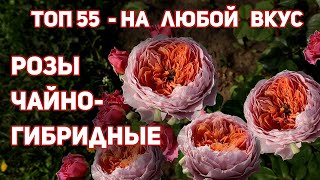 55 сортов чайно-гибридных  роз, соседи позавидуют. Большинство отлично зимуют в 3 клим.зоне.