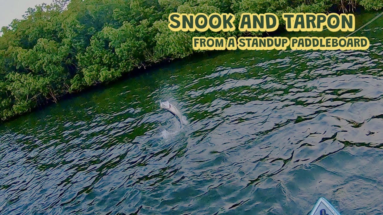 Fly Fishing Florida on a SUP | Snook and Juvenile Tarpon