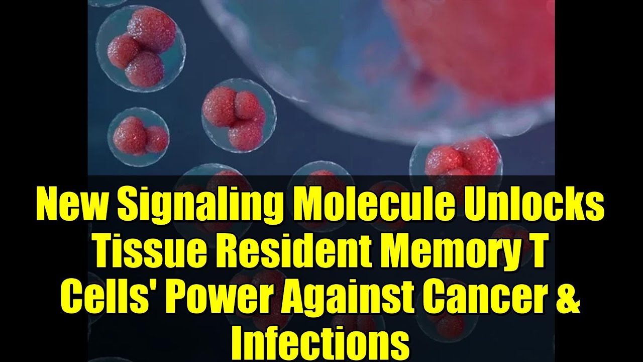 New Signaling Molecule Unlocks Tissue Resident Memory T Cells' Power Against Cancer & Infections