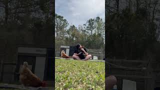 Rooster and Hen Seek Affection on Owner's Lap