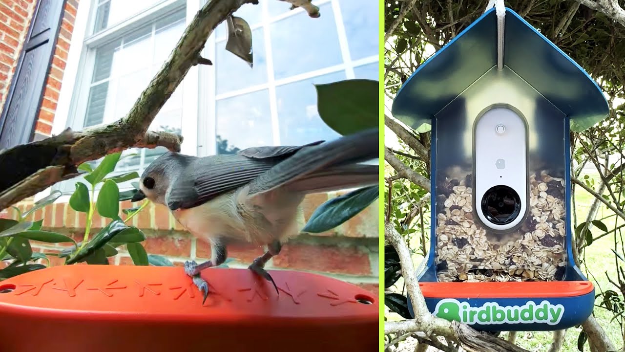 Smart bird feeder snaps bird selfies for collectible game and