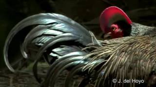 Download Lagu Wild Of Indonesia : Green Jungle Fowl - Ayam Hutan Hijau (Gallus varius) MP3