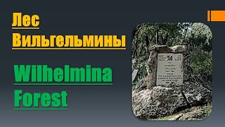 Лес Вильгельмины. Наш лес. Ноф а-Галиль. Forest of Wilhelmina.Our forest.  Nof Ha-Galil