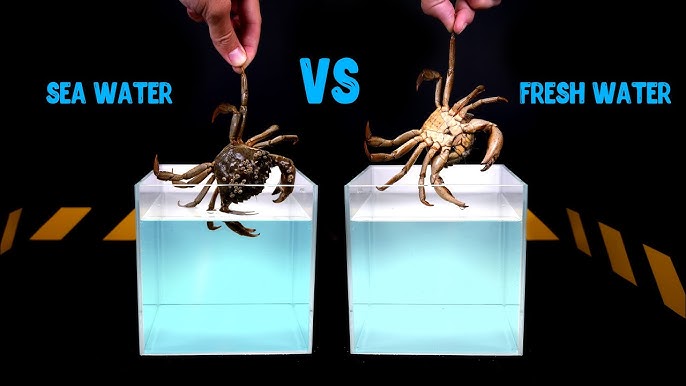 Blue Crab TLC - How To Keep Blue Crabs Alive For Days 